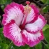 20 Pink Hibiscus Seeds for Planting Hibiscus Flowers Plant Flower Seed Perennial Shrub Tree