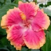 20 Pink Orange Hibiscus Seeds for Planting Hibiscus Flowers Plant Flower Seed Perennial Bloom Tropical