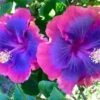 20 Pink Purple Blue Hibiscus Seeds for Planting Hibiscus Flowers Plant Flower Seed Perennial Bloom
