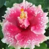 20 Pink White Hibiscus Seeds for Planting Hibiscus Flowers Plant Flower Seed Perennial Bloom
