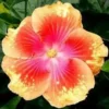 20 Pink Yellow Hibiscus Seeds for Planting Hibiscus Flowers Plant Flower Seed Perennial Bloom