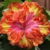 20 Pink Yellow Orange Hibiscus Seeds for Planting Hibiscus Flowers Plant Flower Seed Perennial
