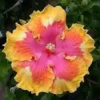 20 Pink Yellow Orange Hibiscus Seeds for Planting Hibiscus Flowers Plant Flower Seed Perennial Bloom