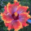 20 Purple Orange Pink Hibiscus Seeds for Planting Hibiscus Flowers Plant Flower Seed Perennial Bloom
