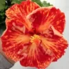 20 Red Orange Hibiscus Seeds for Planting Hibiscus Flowers Plant Flower Seed Perennial Bloom
