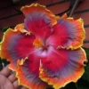 20 Red Purple Orange Hibiscus Seeds for Planting Hibiscus Flowers Plant Flower Seed Perennial Bloom