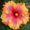 20 Red Yellow Orange Hibiscus Seeds for Planting Hibiscus Flowers Plant Flower Seed Perennial Bloom