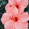 20 Salmon Pink Hibiscus Seeds for Planting Hibiscus Flowers Plant Flower Seed Perennial Bloom