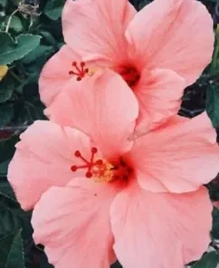 20 Salmon Pink Hibiscus Seeds for Planting Hibiscus Flowers Plant Flower Seed Perennial Bloom