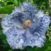 20 Silver White Hibiscus Seeds for Planting Hibiscus Flowers Plant Flower Seed Perennial Bloom