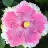 20 White Light Pink Hibiscus Seeds for Planting Hibiscus Flowers Plant Flower Seed Perennial Bloom