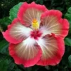 20 White Pink Red Hibiscus Seeds for Planting Hibiscus Flowers Plant Flower Seed Perennial Bloom