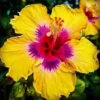 20 Yellow Pink Hibiscus Seeds for Planting Flower Perennial Flower Tropical Seed