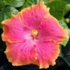 20 Yellow Pink Hibiscus Seeds for Planting Hibiscus Flowers Plant Flower Seed Perennial Bloom