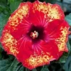 20 Yellow Red Hibiscus Seeds for Planting Hibiscus Flowers Plant Flower Seed Perennial Bloom