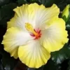 20 Yellow White Hibiscus Seeds for Planting Hibiscus Flowers Plant Perennial Flower Seed Bloom