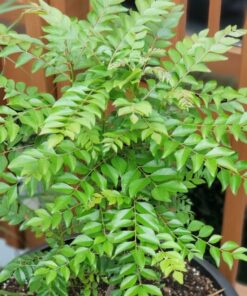 Curry Leaf Tree – Live Plant 5-9 Inch Tall – 4-Inch Pot – Edible Herb
