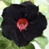 4 Black Red Desert Rose Seeds for Planting Adenium Obesum Flower Perennial Flowers Exotic
