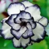 4 Black White Desert Rose Seeds for Planting for Planting Adenium Obesum Flower Perennial Exotic Seed