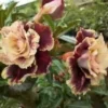 4 Cream Maroon Desert Rose Seeds for Planting Adenium Obesum Flowers Perennial Flower