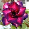 4 DBL Dark Purple Pink Desert Rose Seeds for Planting Adenium Obesum Flower Perennial Seed