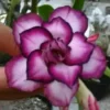 4 DBL White Purple Desert Rose Seeds for Planting Adenium Obesum Flower Perennial Seed
