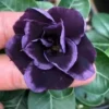 4 Dark Purple Desert Rose Seeds for Planting Adenium Obesum Flower Exotic Seed Flowers