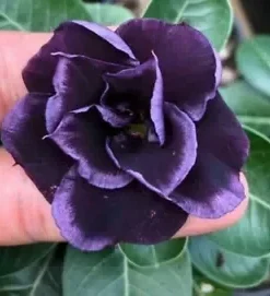 4 Dark Purple Desert Rose Seeds for Planting Adenium Obesum Flower Exotic Seed Flowers