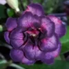 4 Dark Purple Pink Desert Rose Seeds for Planting Adenium Obesum Flower Exotic Garden