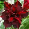 4 Dark Red Desert Rose Seeds for Planting Adenium Obesum Flowers Flower Perennial