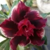 4 Double Red Magenta Desert Rose Seeds for Planting Adenium Obesum Flower Exotic Seed