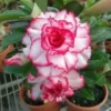 4 Double Red White Desert Rose Seeds for Planting Adenium Obesum Flower Perennial Seed