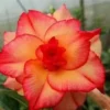 4 Double Red Yellow Desert Rose Seeds for Planting Adenium Obesum Flower Perennial Seed