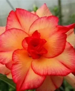 4 Double Red Yellow Desert Rose Seeds for Planting Adenium Obesum Flower Perennial Seed