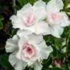 4 Double White Desert Rose Seeds for Planting Adenium Obesum Flower Bloom Perennial Seed