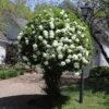 4 Japanese Snowball Bushes Shrubs Lacy White Globes Of Flower Clusters 2 Ft Tall Now