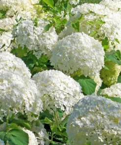 4 Japanese Snowball Bushes Shrubs Lacy White Globes Of Flower Clusters 2 Ft Tall Now