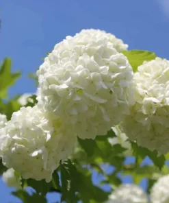 4 Japanese Snowball Bushes Shrubs Lacy White Globes Of Flower Clusters 2 Ft Tall Now
