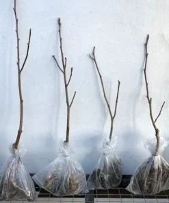 4 Japanese Snowball Bushes Shrubs Lacy White Globes Of Flower Clusters 2 Ft Tall Now