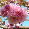 4 Kwanzan Cherry Blossom Trees Pink Flowering Carnation 2-3 Ft