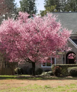 4 Kwanzan Cherry Blossom Trees Pink Flowering Carnation 2-3 Ft