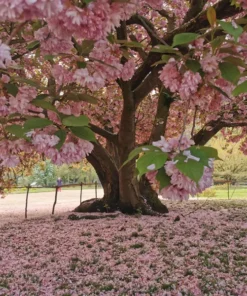 4 Kwanzan Cherry Blossom Trees Pink Flowering Carnation 2-3 Ft