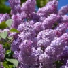 4 Live Old Fashioned Purple Lilac Bushes The Scent Of Spring Beautiful Blooms Can Live To 100 Years Old 1-2 Ft Tall Now