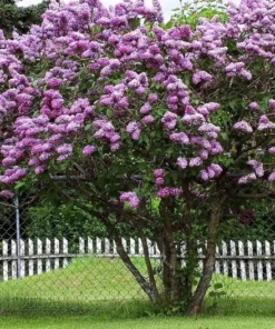 4 Live Old Fashioned Purple Lilac Bushes The Scent Of Spring Beautiful Blooms Can Live To 100 Years Old 1-2 Ft Tall Now