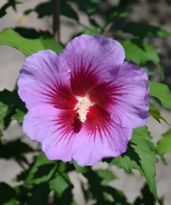 4 Live Purple Althea Rose Of Sharon Trees Shrub Bushes Large Blooms Each Summer 2-3 ft Tall