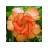 4 Orange Desert Rose Seeds for Planting Adenium Obesum Flower Perennial Flowers Seed