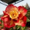 4 Orange Red Desert Rose Seeds for Planting Adenium Obesum Flower Perennial Seed
