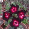 4 Pink Black White Desert Rose Seeds for Planting Adenium Obesum Flower Perennial Seed