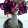 4 Purple Black Desert Rose Seeds for Planting Adenium Obesum Flowers Flower Perennial