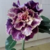 4 Purple Cream Desert Rose Seeds for Planting Adenium Obesum Flower Flowers Seed Bloom